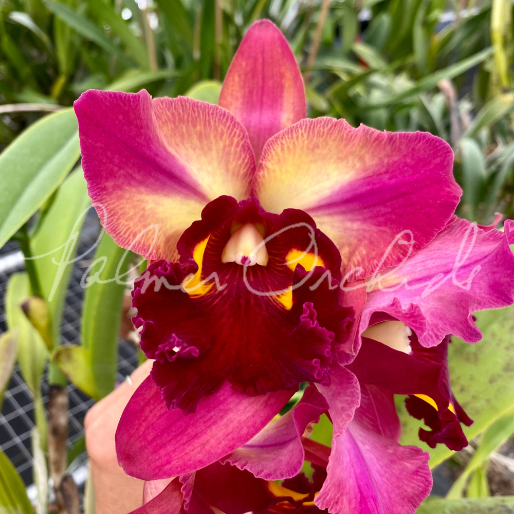 Rlc. Kyla Kobayashi 'Palmer Orchids' — Palmer Orchids